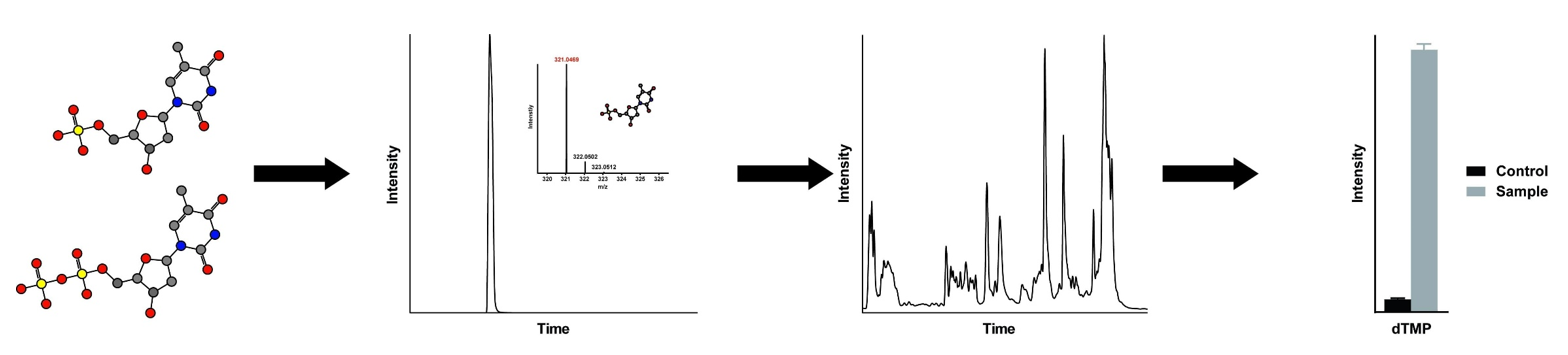 The workflow of monoglyceride analysis