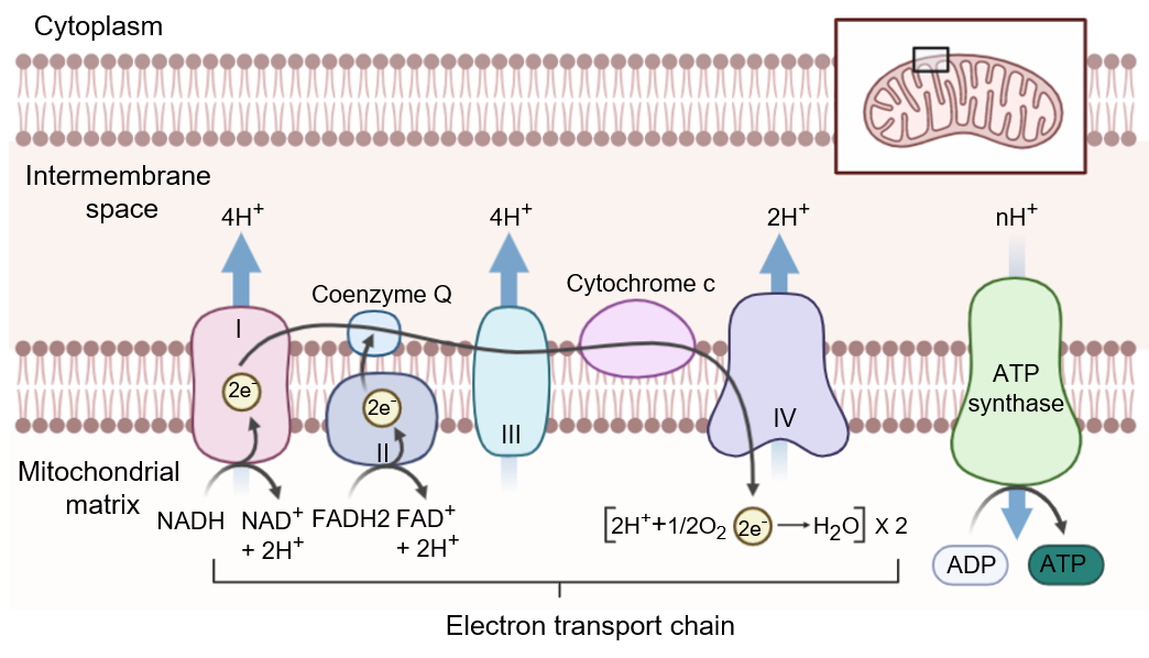 Oxidative Phosphorylation