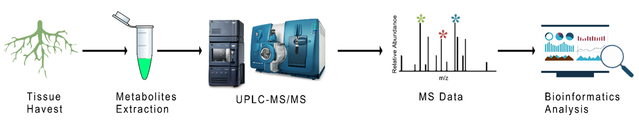 Plant Untargeted Metabolomics
