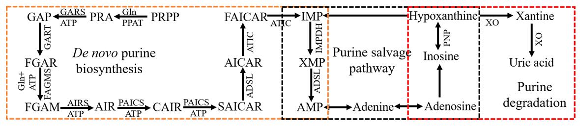 The overview of purine metabolism pathways