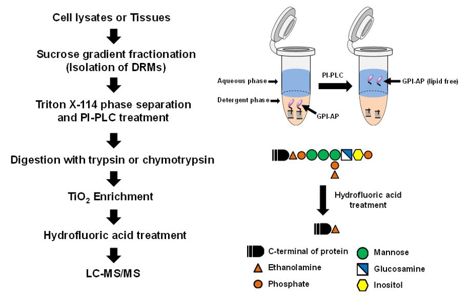 Work flow of GPI analysis based on LC-MS/MS.