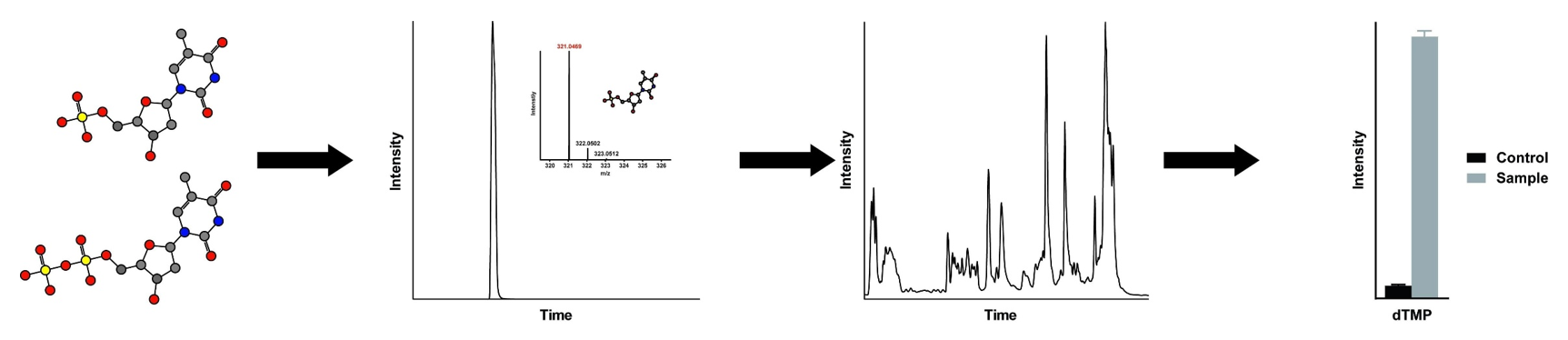 The workflow of triglyceride analysis